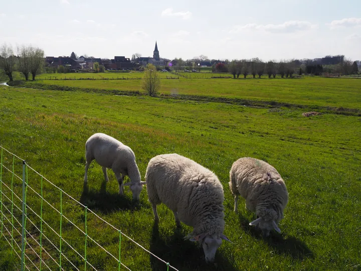 Kalkense Meersen (België)